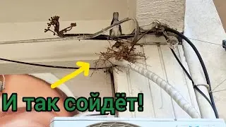 Голуби Не Умеют Делать Гнезда 😥