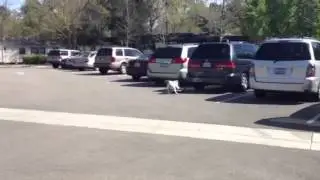 Skateboarding Dog