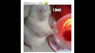 Hilarious cat talks
