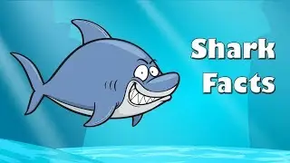 Shark Facts - Science With Kids
