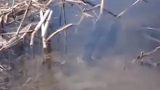 Нерест щуки