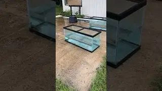 No Power Aquariums After Hurricane Debby Hit Us #nofilteraquarium #fishkeeping