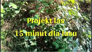 Projekt las -15 minut dla lasu