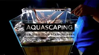 Aquascaping Our High-Tech Planted Tank