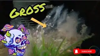 How to Get Rid of White Fungus in Aquarium