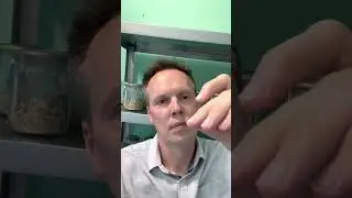 Как жалит пчела? 