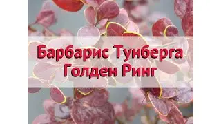 Барбарис тунберга Голден Ринг 🌿 Обзор: посадка и уход. саженцы барбариса: описание и особенности