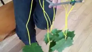 Makey Makey - Electronic Nature Art