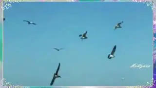 Ретро 70 е - Аида Ведищева - Я так тебя люблю / And I Love You So (клип)