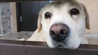 Как 