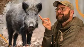 Connaissez vous LE SANGLIER ? SUS SCROFA #sanglier #wildlife