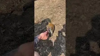 #Wild #Yellow #Mongoose #Eating #Biltong #From #My #Hand #SouthAfrica Don’t Try This At Home