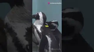 Did you know that penguins propose with rocks? #facts #animals #penguin #cute #adorable #penguinlove