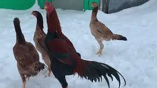 Молодняк от сына Старчика и Ятаганки.Young growth from the son of Starchik and inbred Yataganka.