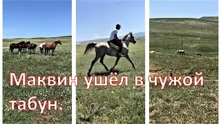 Маквин ушёл в чужой табун.