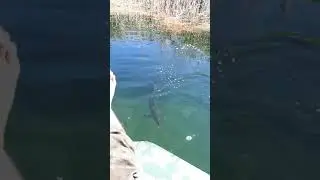 Рыбалка в Каракалпакстане
