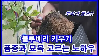 블루베리 키우기 품종과 묘목 고르는 방법