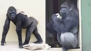 Handsome Gorillas 🦍 Silverback Shabani Eats Cabbage and Annie Carries Gunny Sacks