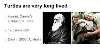 Recent Advances in the Evolution and Development of Turtles