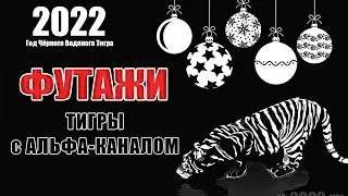 Новогодний футаж Тигр с альфа-каналом. Символ 2022 года