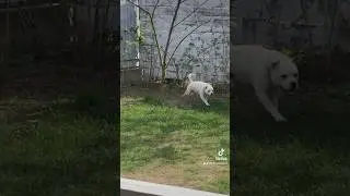#собака