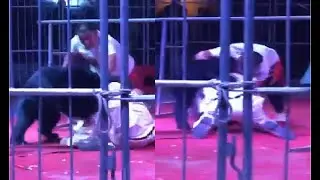 Black bear attacks trainer during circus show in China | Video