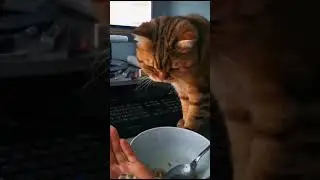 Рыжий кот попрошайка