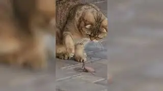 Богомол VS Бенджамин