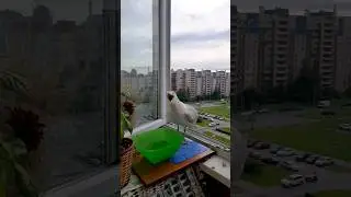 попу мыть нужно каждый день!