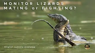Monitor Lizards Fighting or Mating? - Sony a1 - Sony 200-600mm