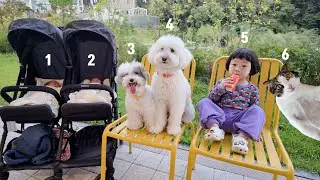 Can I walk with 3 babies + 3 animals?