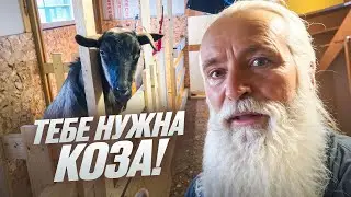 This is why you need a GOAT – the secret to self-sufficiency!