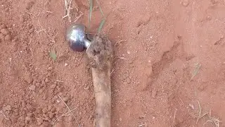 exumação, fêmur com prótese em aço