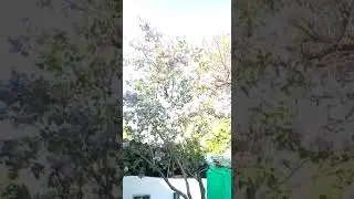 Сирень  цветы
