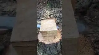 Stay till the end to see what was carved 🪵 #short #shorts #shortvideo #shortsvideo #fyp #tree