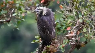 Solitary Eagle calling in Manu Park (Peru)