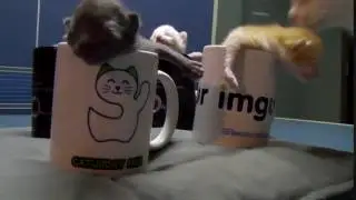 kittens and mugs
