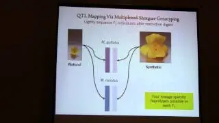 Shaping genomic and phenotypic variation in the allotetraploid Mimulus sookensis