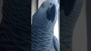 Попугай Гоша#Хорошка. Т-а-а-а-к, что там?... ))