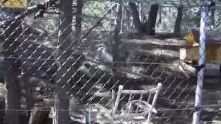 Bobcat in Big Bear Lake Ca after my chickens part 2