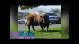 Bull escapes Utah veterinarian before circumcision