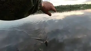 ОКА ПОСЛЕ ЖАРЫ : ДЕНЬ ТРЕТИЙ:  МАССОВЫЙ ВЫЛЕТ ПАДЕНКИ.