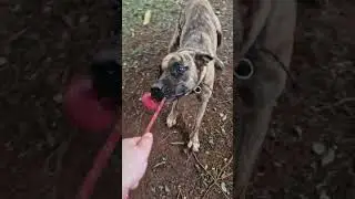 CABO DE GUERRA COM A BOLINHA