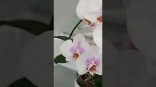 Полный роспуск домашнего цветения! #27.12.23г.