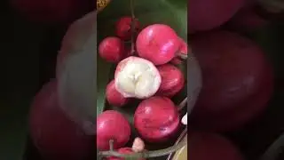 🤩😱Farm Fresh Ninja Fruit | Ajoyib |Вы еще этого не видели😍#mr