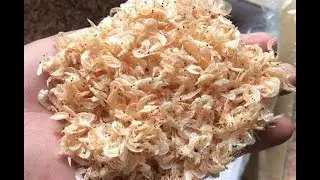 Dried shrimp sorting machine-BL60