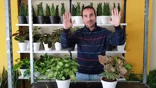 Cuidados de la PLANTA SINGONIO (Syngonium). TODO lo que necesitas saber para evitar que se mueran.