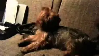 Yorkshire Terrier : Wappyk loves to play