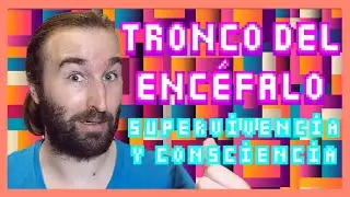 El TRONCO del ENCÉFALO | 🧠 El Atlas del Cerebro