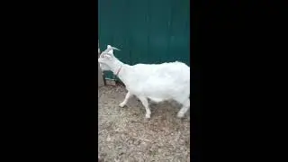My goats, geese and ducks